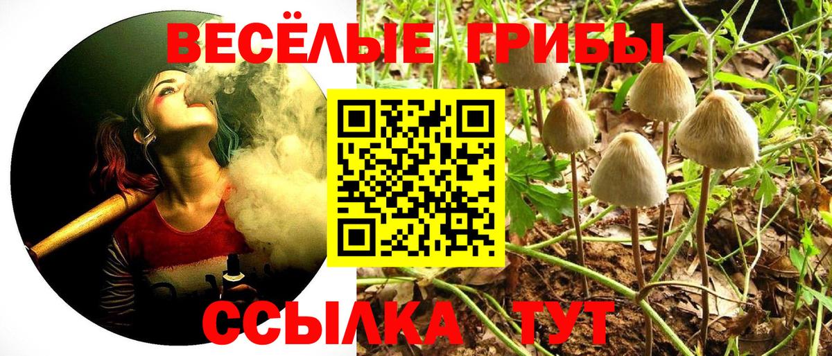 Псилоцибиновые грибы Psilocybe Балашиха